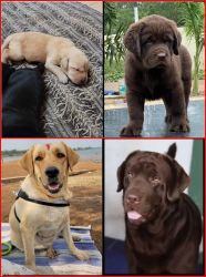 Labrador Puppies of Superior Quality for Sale