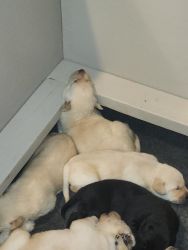 AKC Registered Labrador Retrievers