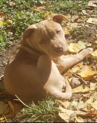Beautiful Labpit puppies for sale!!