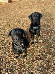 2 Labrador Retrievers- 9 months old (Brother/Sister)