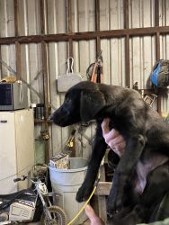 9 week black lab puppies