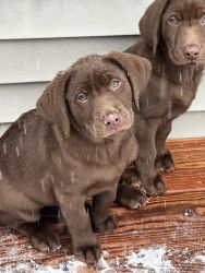 AKC - Chocolate Labrador Retriever puppies
