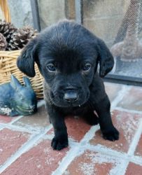AKC Black Male Puppies for Sale