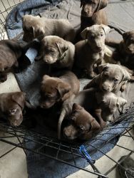 Choclate/silver Labrador pups