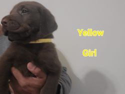 3 Beautiful Labrador Puppies Available