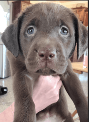 Lab pups need great homes