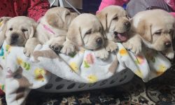 Pure English Labrador Retriever puppies