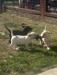 AKC Lab puppies for sale York SC
