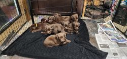 AKC Chocolate Lab Puppies