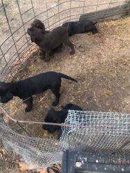 Lab puppies for sale