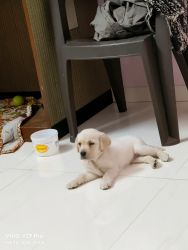 Labrador 1.5 month old for sale