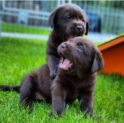 Puppies Labrador Retriever