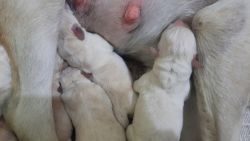 Labrador Puppy | Born 28 Feb 2024 | Professionally Breaded | Cage free