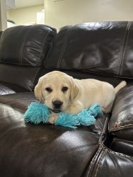 Labrador retreiver for sale