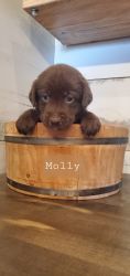 Molly - chocolate lab pup