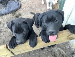 Puppies to Give Away