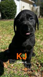 Beautiful Black Labs for Sale