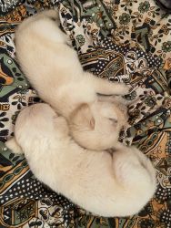 Cute Labrador female puppies for sale