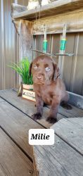 Piper - chocolate lab pup