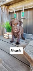 Maggie - chocolate lab