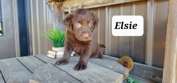 Elsie - chocolate lab