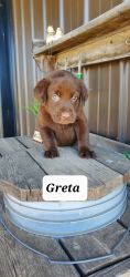Greta - chocolate lab