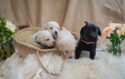 *Price reduced*Black & Yellow Labrador Retriever Puppies AKC