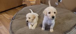 akc Labrador Retriever Puppies