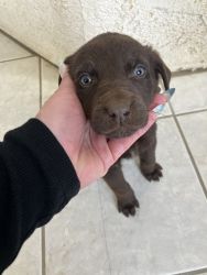 Cute chocolate girl Labrador Retriever Puppies