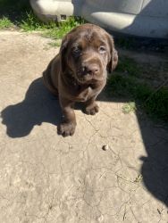 Pure breed Chocolate Labs