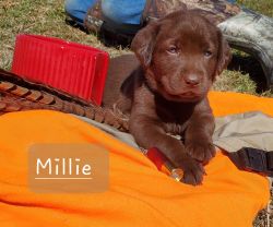 Millie - Chocolate Lab