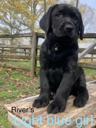 River’s Puppies