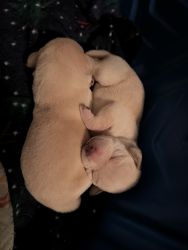 Labrador/Vizsla Puppies