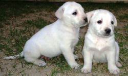 Dog for sale in Egypt Labrador retriever Puppy