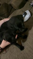 Black labs for sale!!