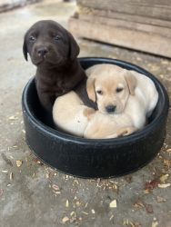 AKC registered Lab puppies