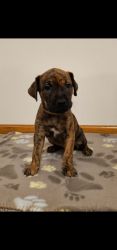 Lab Mastiff/Great Dane puppies