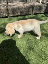 Blonde lab puppy for sale