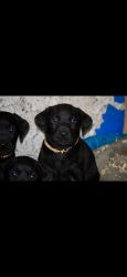 AKC Black Labrador puppies