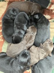 8 Labrador puppies available
