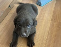 Chocolate Puppy Labradors AKC