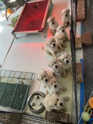 Purebred Yellow Lab Puppies