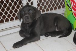AKC Charcoal lab puppies