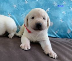 AKC pure English Labrador Retriever Puppy 2yrs Health Guarantee BLOCKY