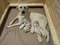 Purebred Labrador Retriever Puppies
