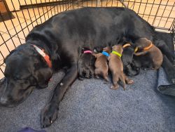 Litter of pure bred American type Labradors