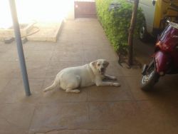 Labrador Puppies with KCI paper available for sale