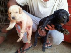 Labrador Puppies Are Sale In Agra At- Mr. Gaurav