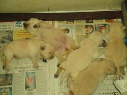 Pure bloodline labrador puppy sell in kolkata