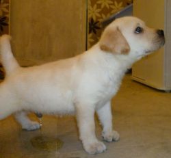 Show quality Labrador puppies ready to sale